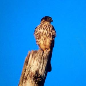 Eurasian Hobby