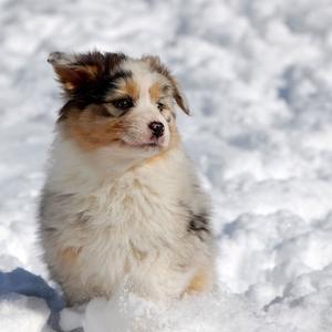 Australian Shepherd