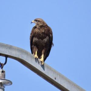 Common Buzzard