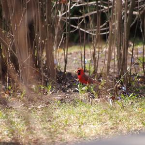 Northern Cardinal