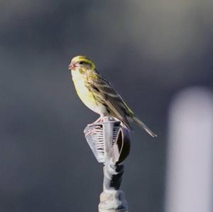 European Serin