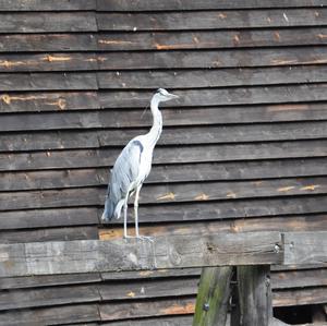 Grey Heron