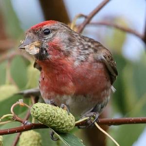 Common Redpoll