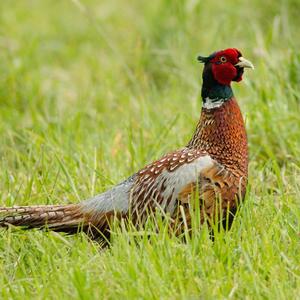 Common Pheasant