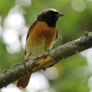 Common Redstart