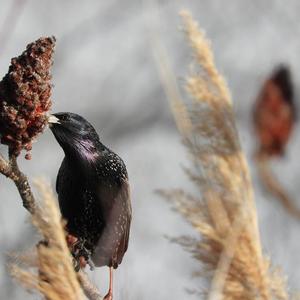 Common Starling