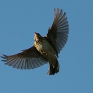 Tree Pipit