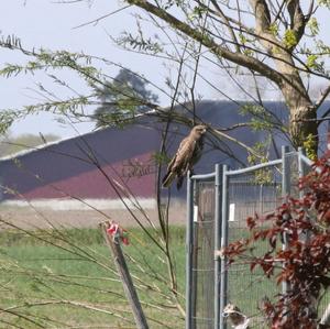 Common Buzzard