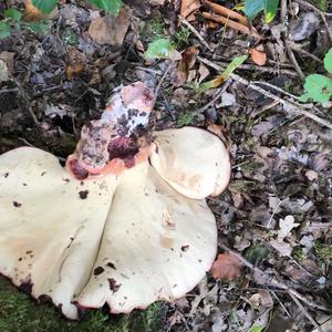 Giant Puffball