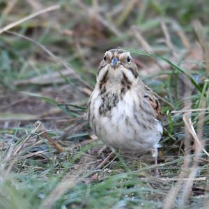 Reed Bunting