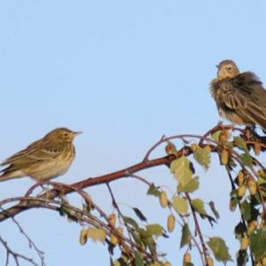 Tree Pipit