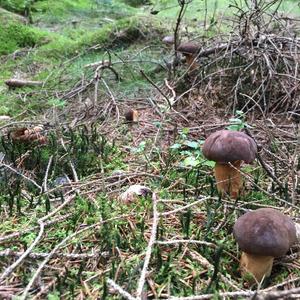 Bay Bolete