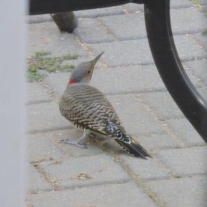 Northern Flicker