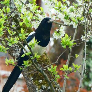 Black-billed Magpie