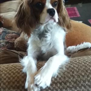 Cavalier King Charles Spaniel