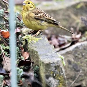 Yellowhammer