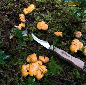 Chanterelle, Common