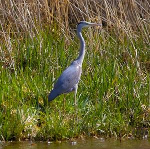 Grey Heron