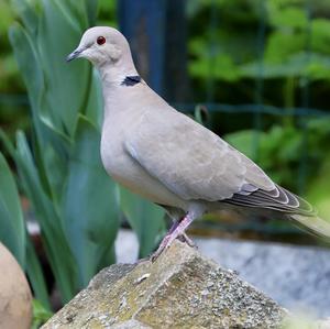 Eurasian Collared-dove