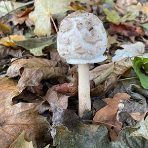 Shaggy Parasol