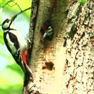 Great Spotted Woodpecker