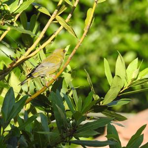 European Greenfinch