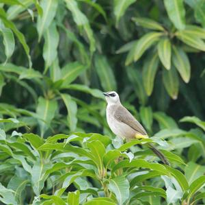 Yellow-vented Bulbul