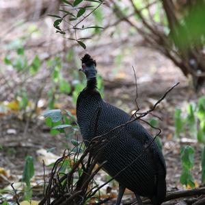 Crested Guineafowl