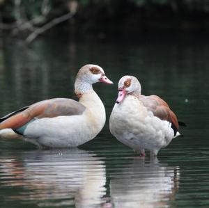 Nilgans