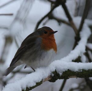 European Robin