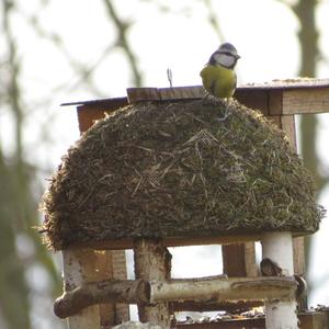 Blue Tit