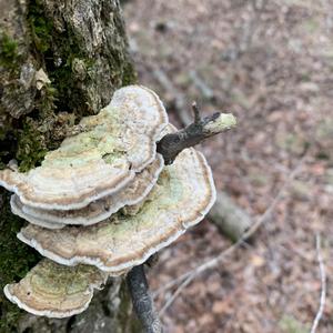 Thick-maze Oak polypore