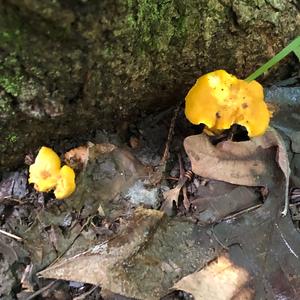 Chanterelle, Common