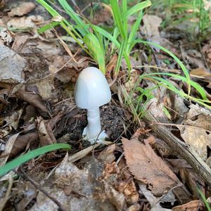 Destroying Angel