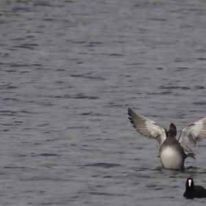 Gadwall