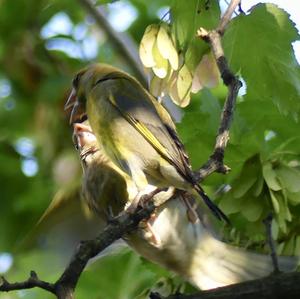 European Greenfinch