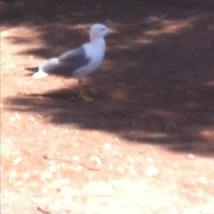 Herring Gull