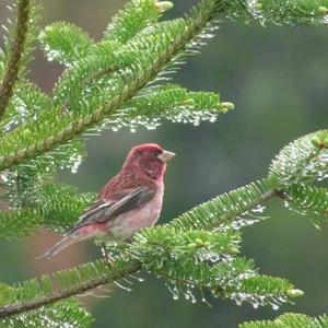 Purple Finch