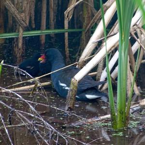 Common Moorhen