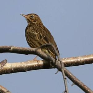 Tree Pipit