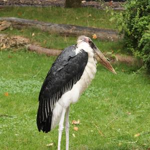 Marabou Stork