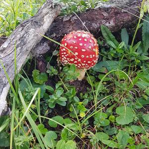 Fly Agaric