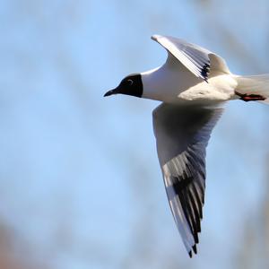 Black-headed Gull