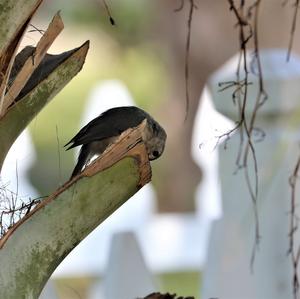 Tufted Titmouse