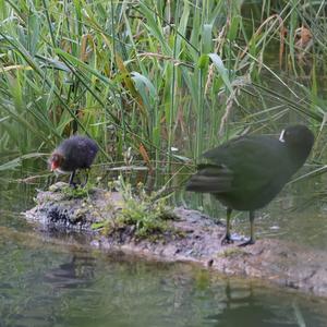 Common Coot