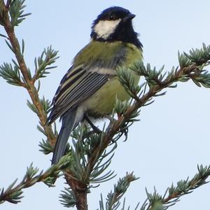 Great Tit