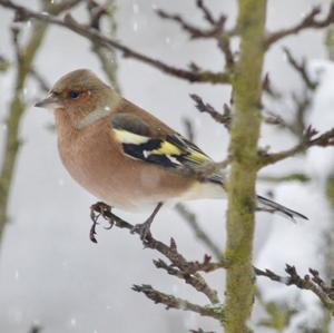 Eurasian Chaffinch