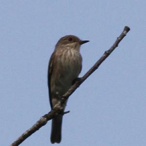 Spotted Flycatcher