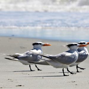 Royal Tern