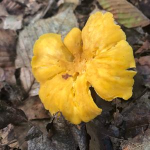 Chanterelle, Common